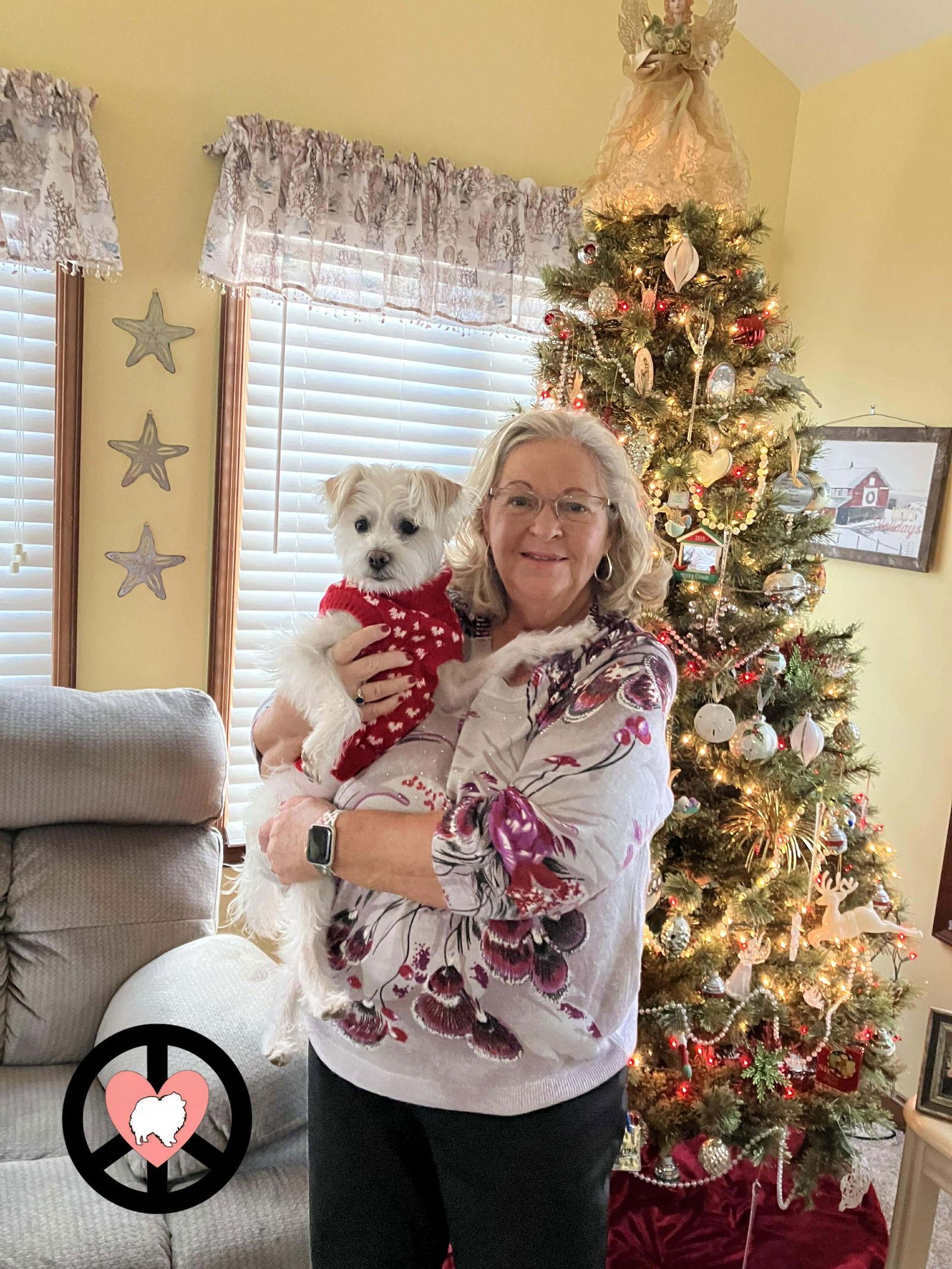 Molly Mae, Adopted, Adult Female Shih Tzu.