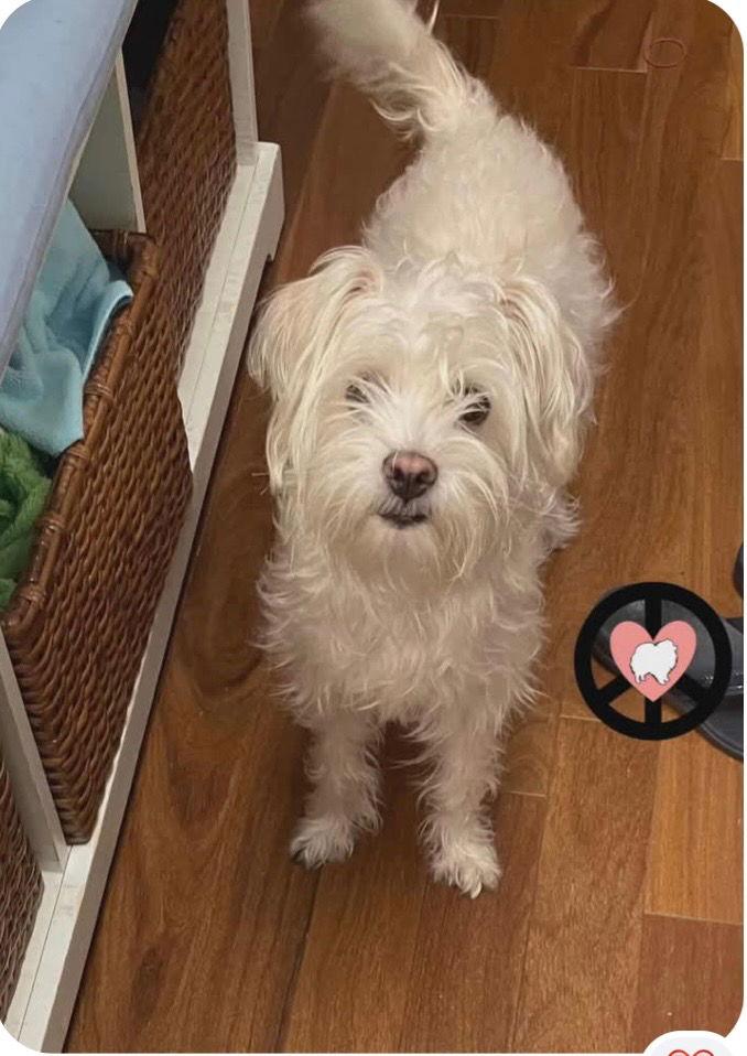 Enlarge Molly Mae, a Adopted Shih Tzu in Lebanon, PA image 2/2