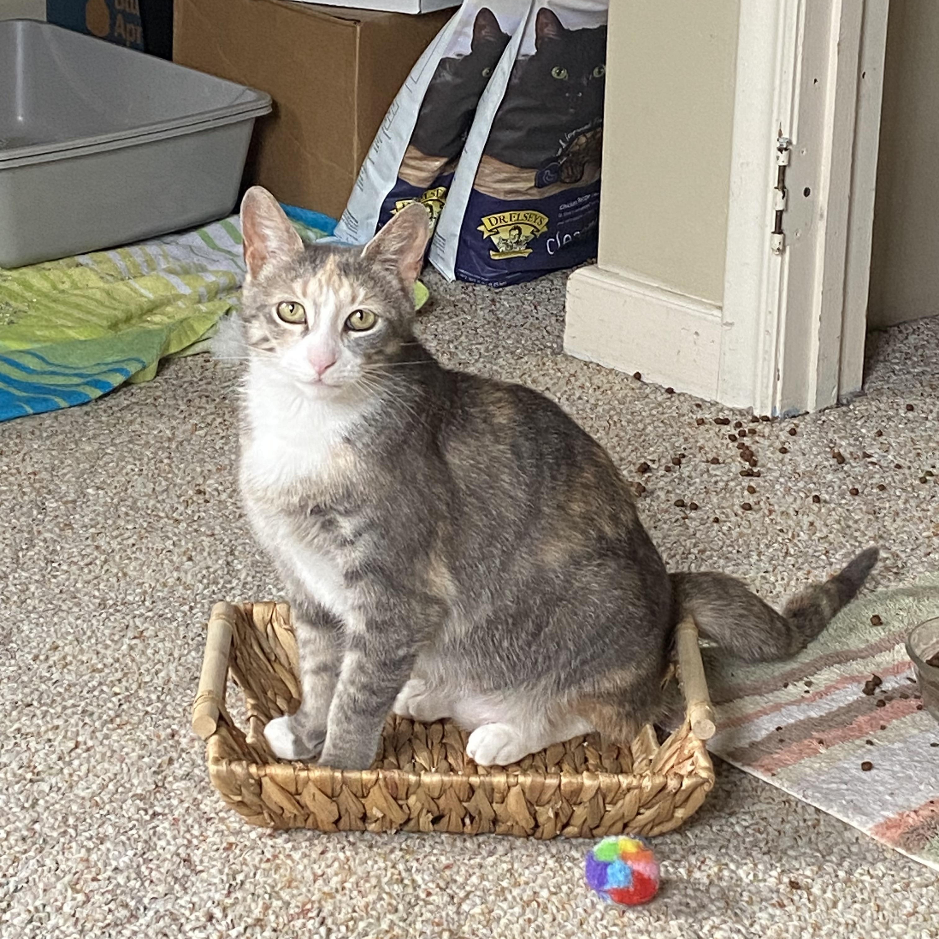 Cali, Young Female Domestic Short Hair