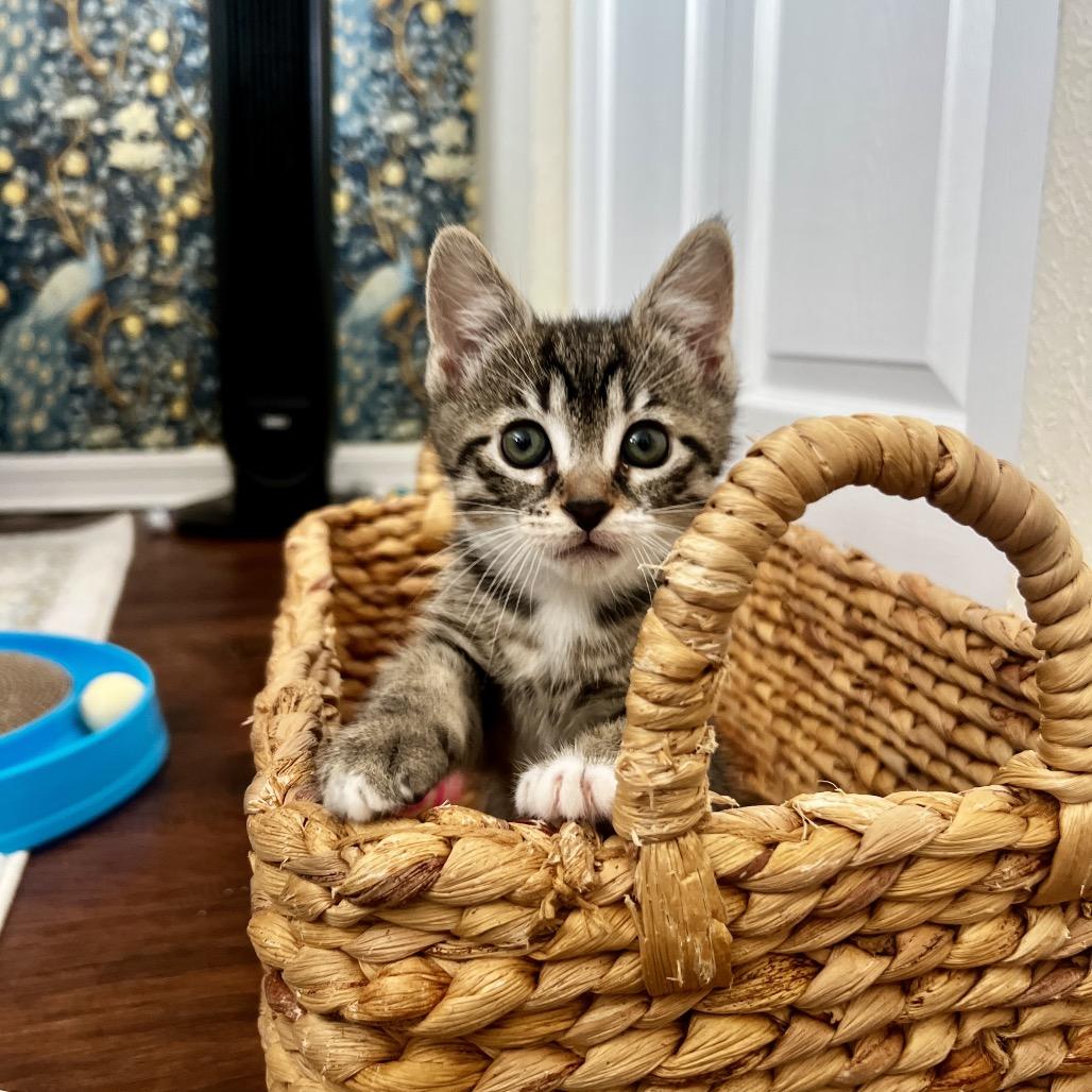 Murphy Girl, Adoptable, Kitten Female Domestic Short Hair.
