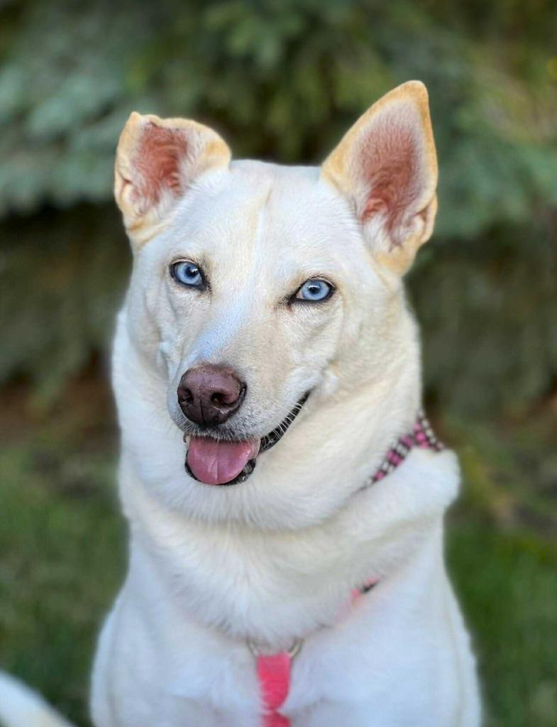 Olivia, Adoptable, Adult Female Husky.