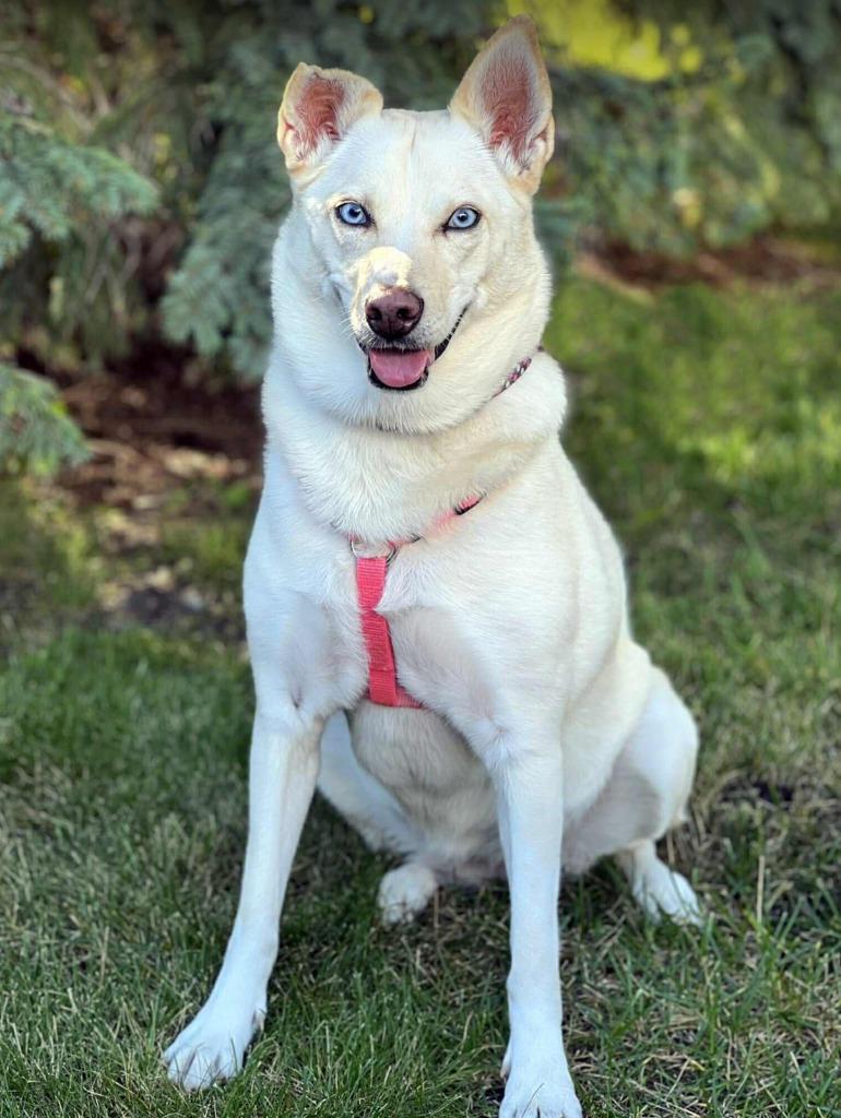 Olivia, Adoptable, Adult Female Husky.