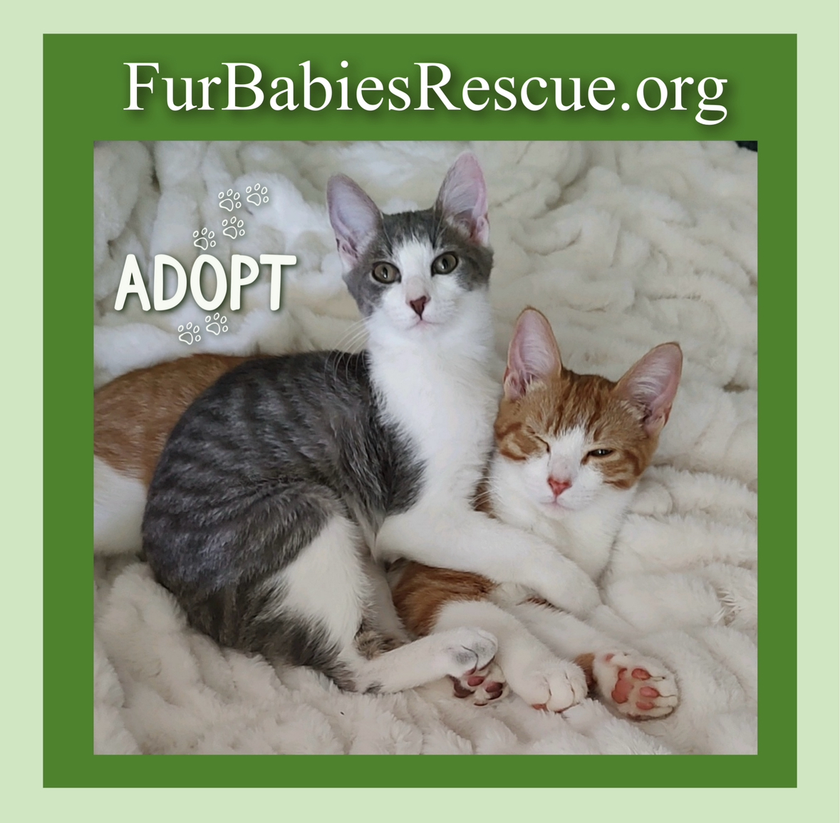 Cat for adoption Captain & Maiden, a Domestic Short Hair in Hickory