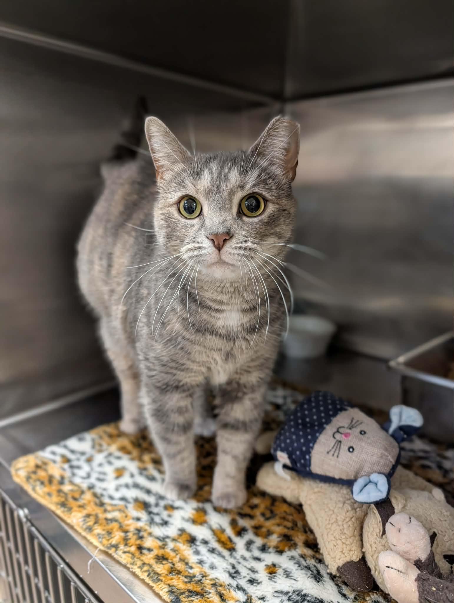 Molly, ADOPTABLE, Adult Female Domestic Short Hair.