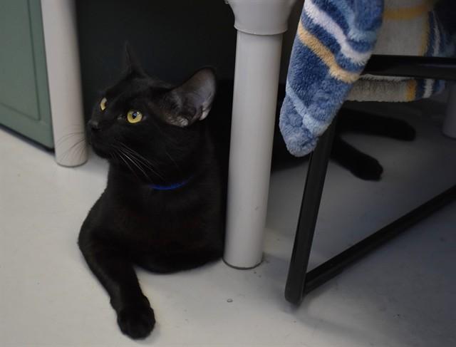 DARK MOON, Adoptable, Adult Male Domestic Short Hair.