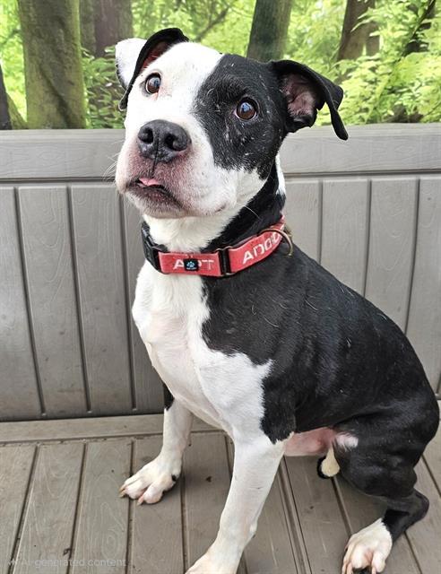 Enlarge Dominoes, a ADOPTABLE Pit Bull Terrier in Phoenix, OR image 1/3