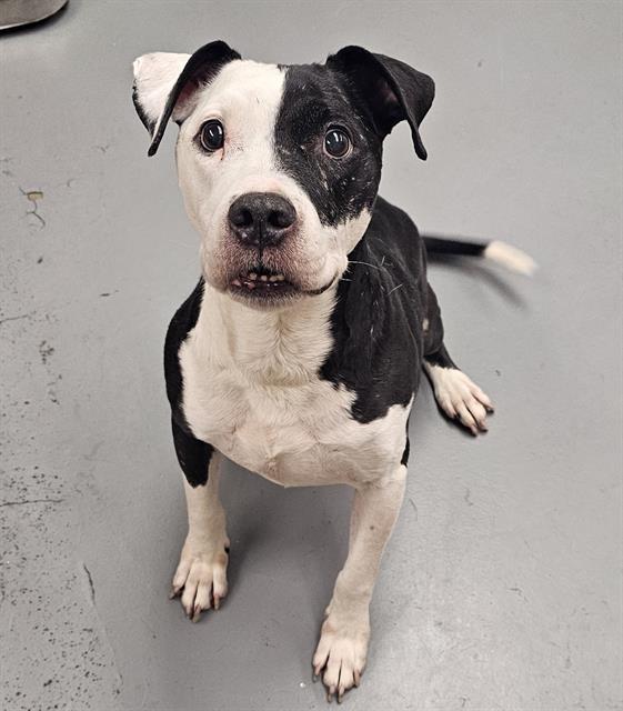 Enlarge Dominoes, a ADOPTABLE Pit Bull Terrier in Phoenix, OR image 3/3