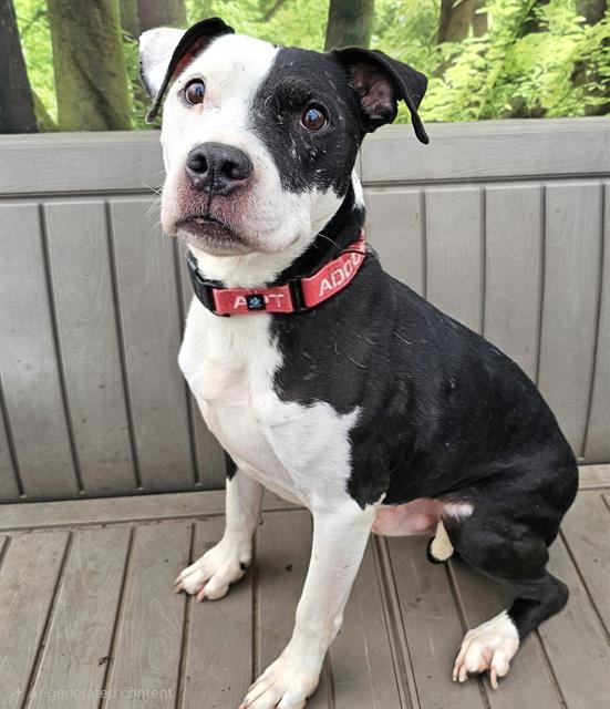 Enlarge Dominoes, a ADOPTABLE Pit Bull Terrier in Phoenix, OR image 2/3