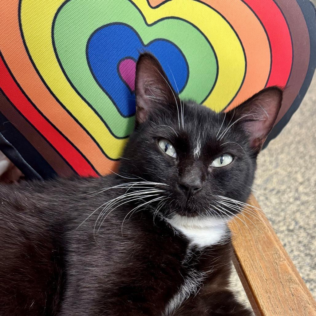 Indigo, Adoptable, Adult Female Domestic Short Hair.