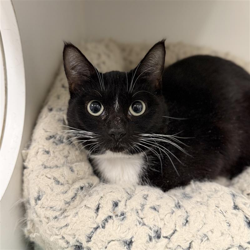 Enlarge Indigo, a Adoptable Domestic Short Hair in Hawthorne, CA image 2/2