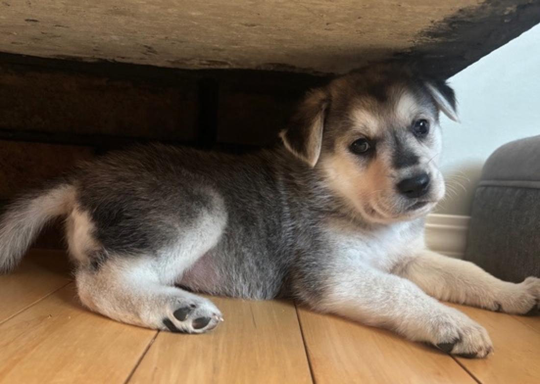 Enlarge Henrietta, an adopted mixed breed in Calgary, AB image 1/2