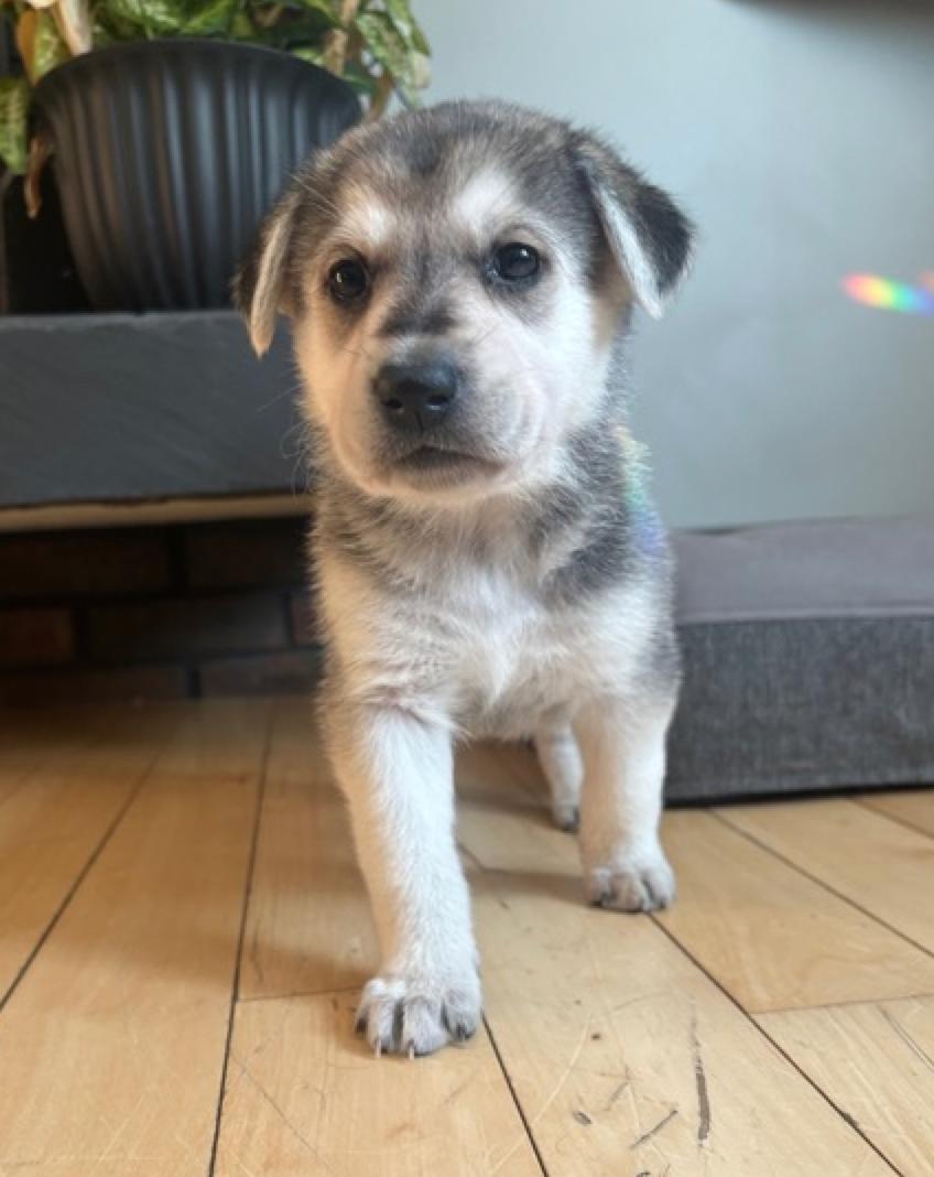 Enlarge Henrietta, an adopted mixed breed in Calgary, AB image 2/2