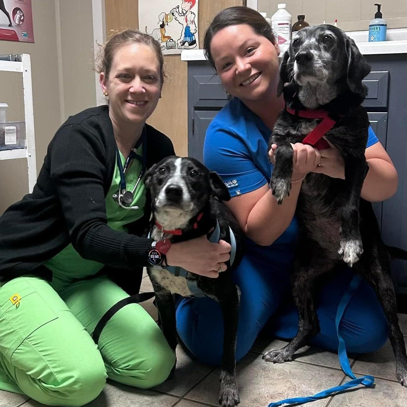 Enlarge Jessie & Bonnie, a Adoptable mixed breed in Savannah, GA image 2/5