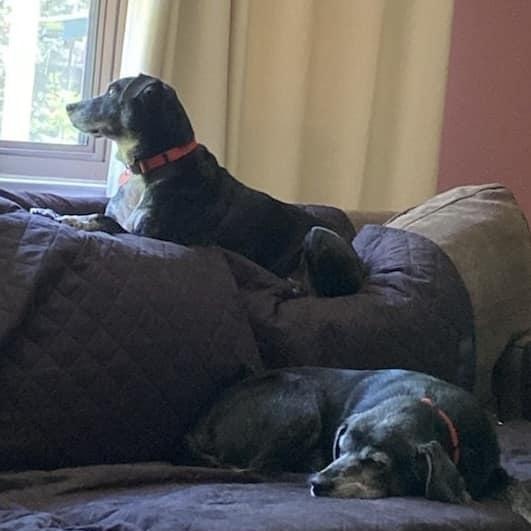 Enlarge Jessie & Bonnie, a Adoptable mixed breed in Savannah, GA image 4/5