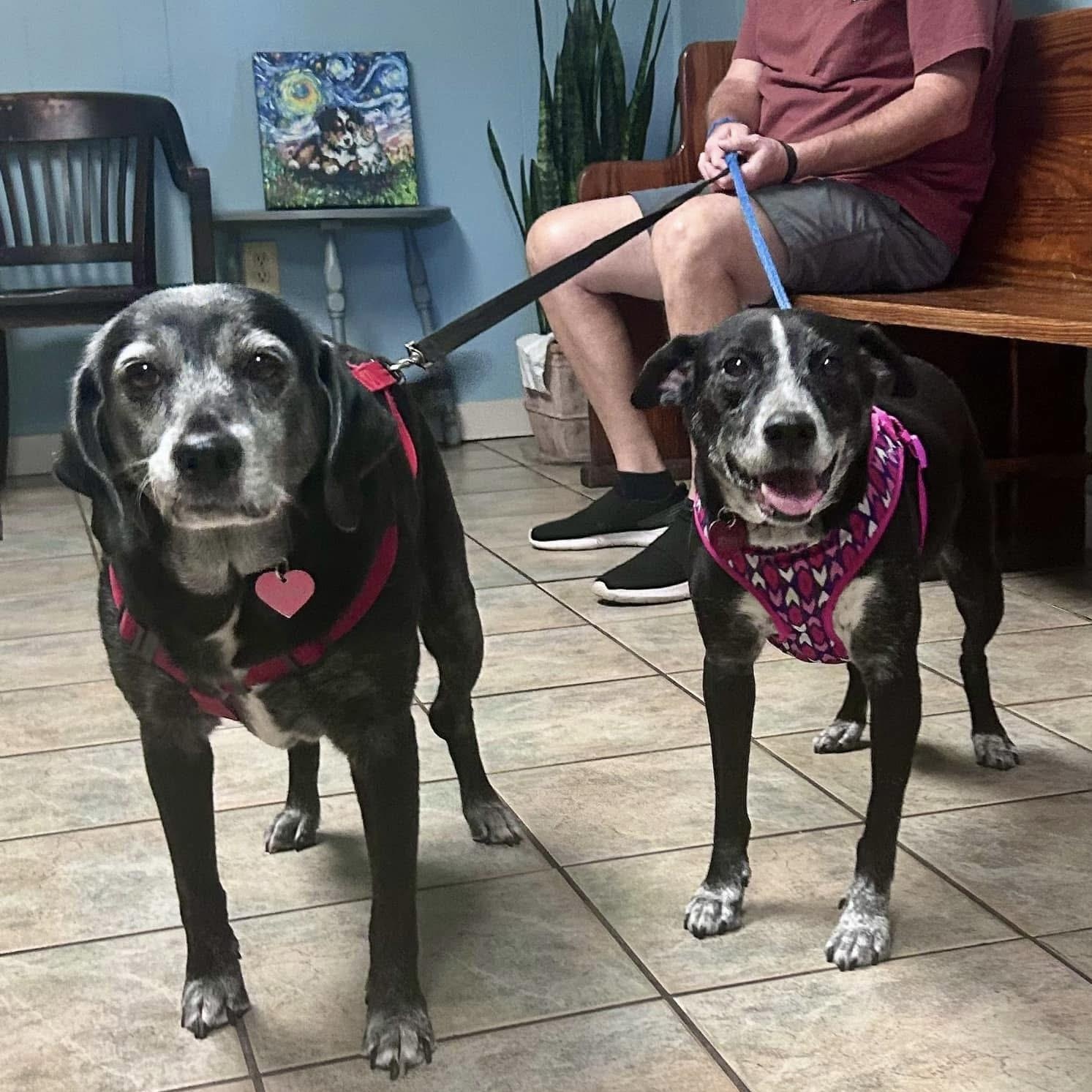 Enlarge Jessie & Bonnie, a Adoptable mixed breed in Savannah, GA image 5/5