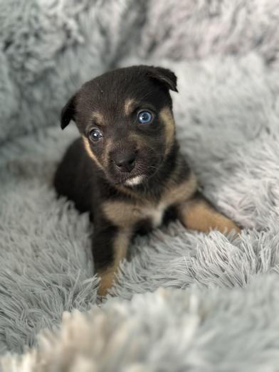 Crumpet — thumbnail 2