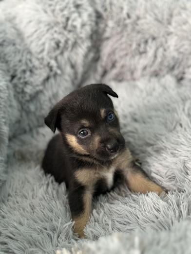 Crumpet — thumbnail 3