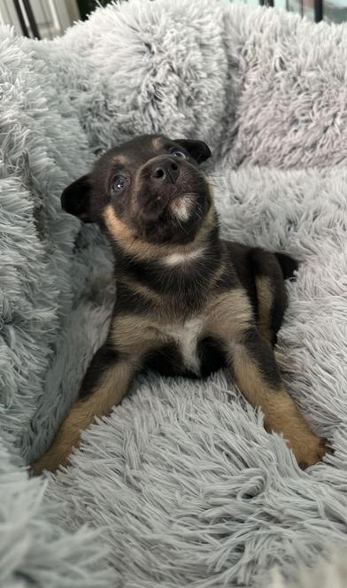 Crumpet — thumbnail 4