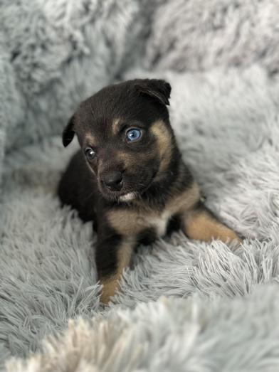 Crumpet — thumbnail 5