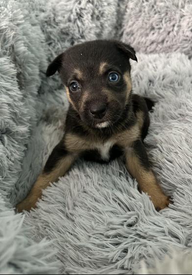 Crumpet — thumbnail 6