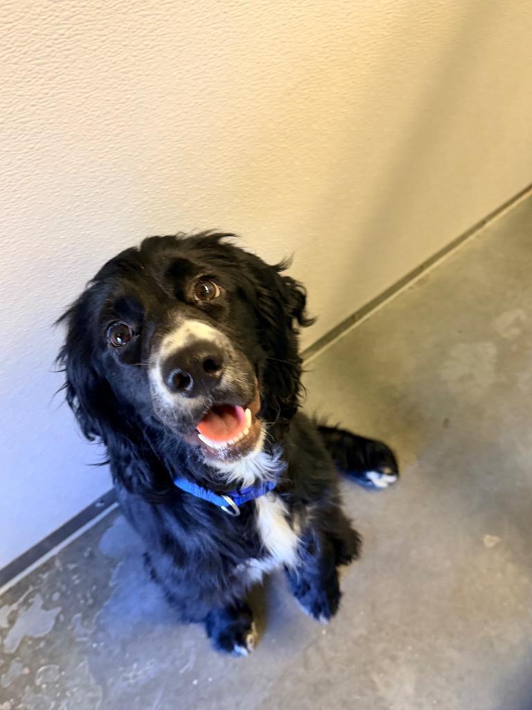 Milo, Adoptable, Young Male Cocker Spaniel.
