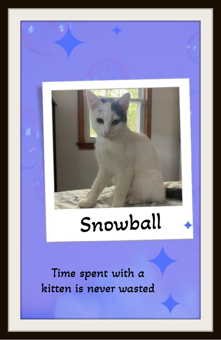 Snowball - Your one and only, if you please., a Adoptable Domestic Short Hair in Snow Camp, NC image 1/3