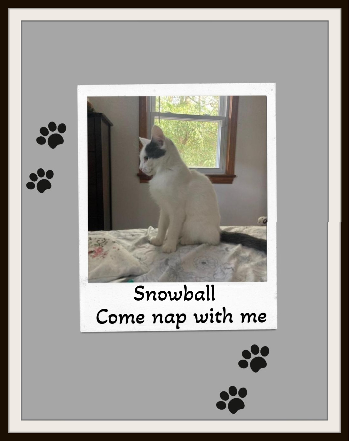 Snowball - Your one and only, if you please., a Adoptable Domestic Short Hair in Snow Camp, NC image 2/3