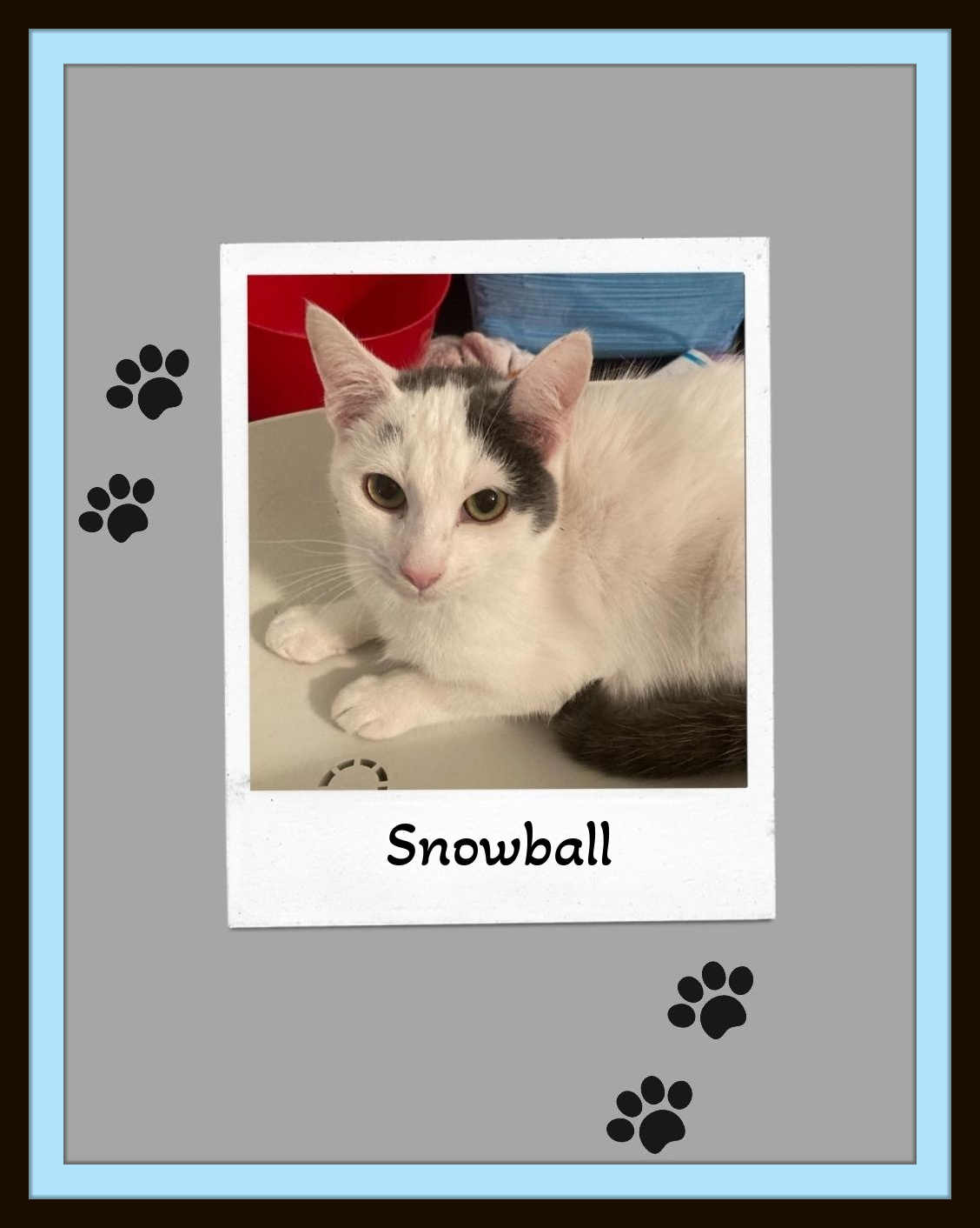 Snowball - Your one and only, if you please., a Adoptable Domestic Short Hair in Snow Camp, NC image 3/3