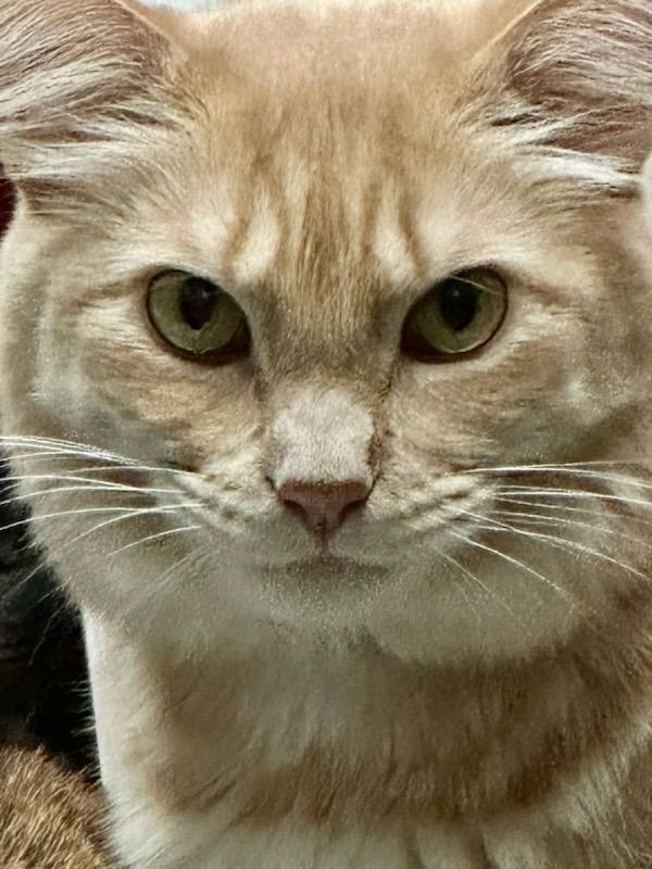 Orange Roughy, a Adoptable mixed breed in Hampstead, NC image 3/4