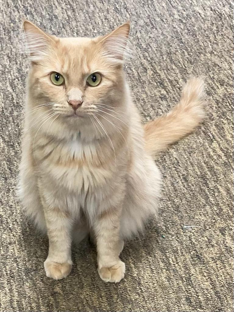 Orange Roughy, Adoptable, Adult Male Domestic Long Hair.