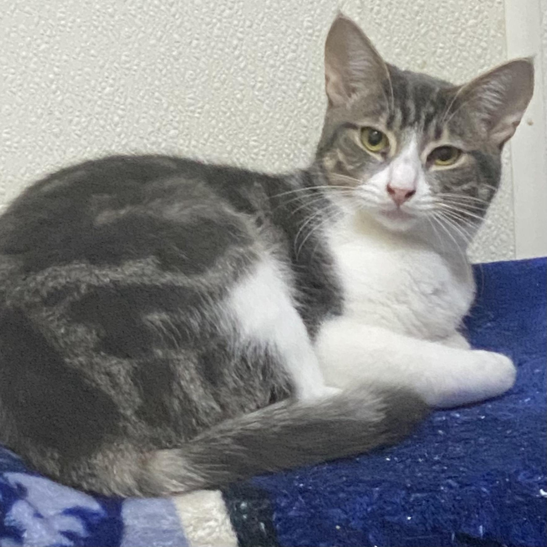 Enlarge Gambit, a Adoptable mixed breed in Stanwood, WA image 1/4