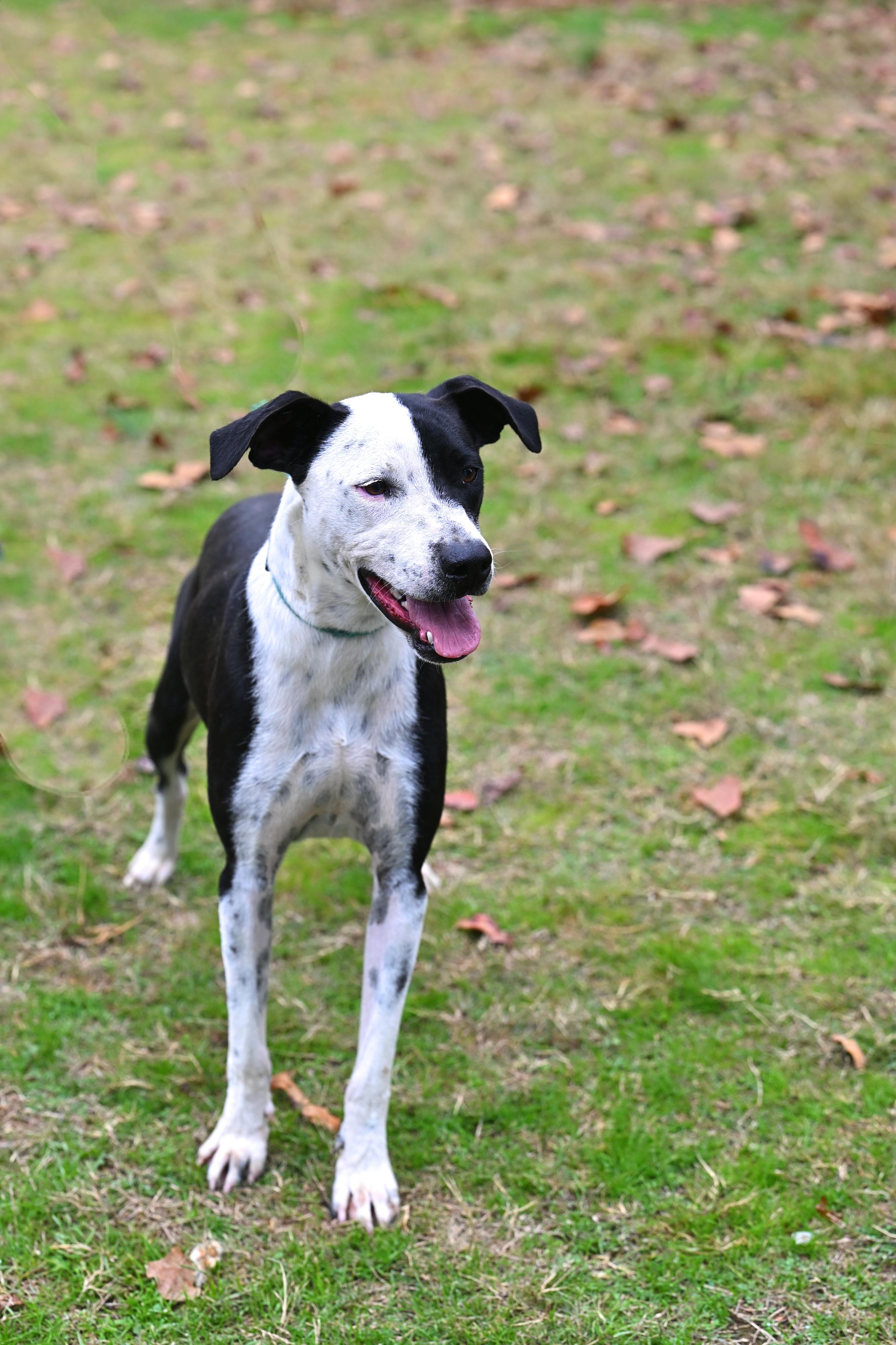 Enlarge Angel, a Adoptable mixed breed in Hot Springs, AR image 1/1