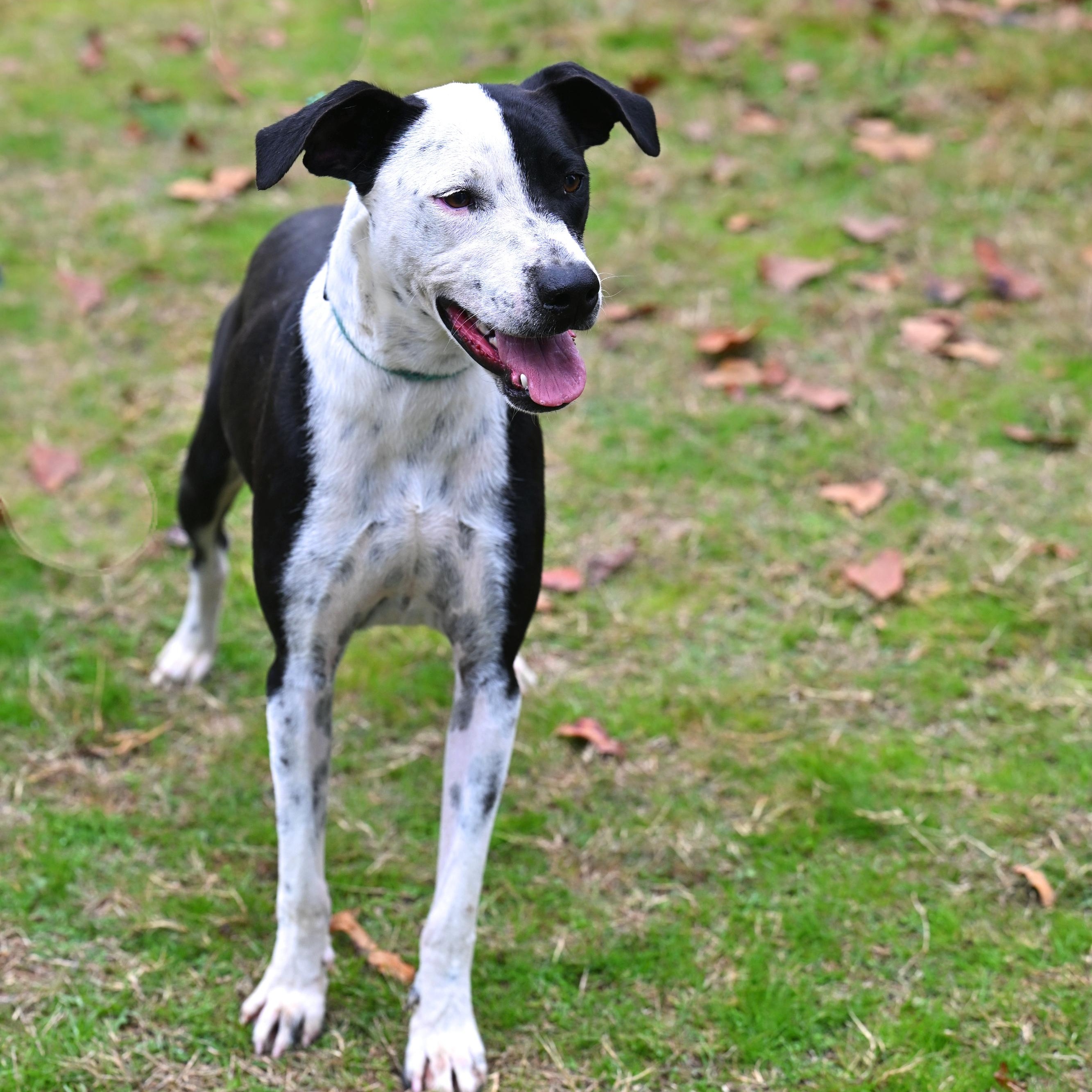 Enlarge Angel, a Adoptable mixed breed in Hot Springs, AR image 1/1