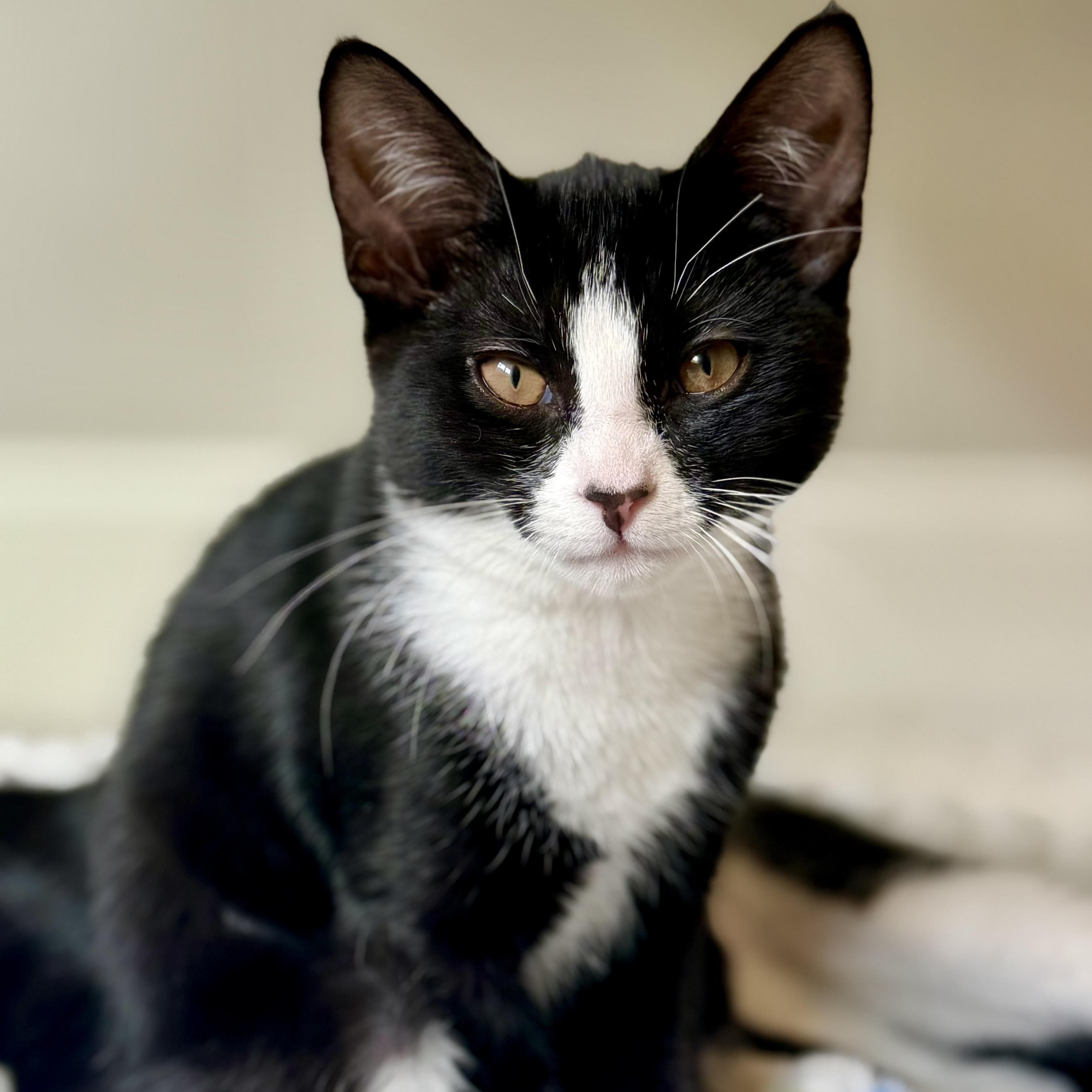 Minnie, a ADOPTABLE Domestic Short Hair in Sewell, NJ image 2/3