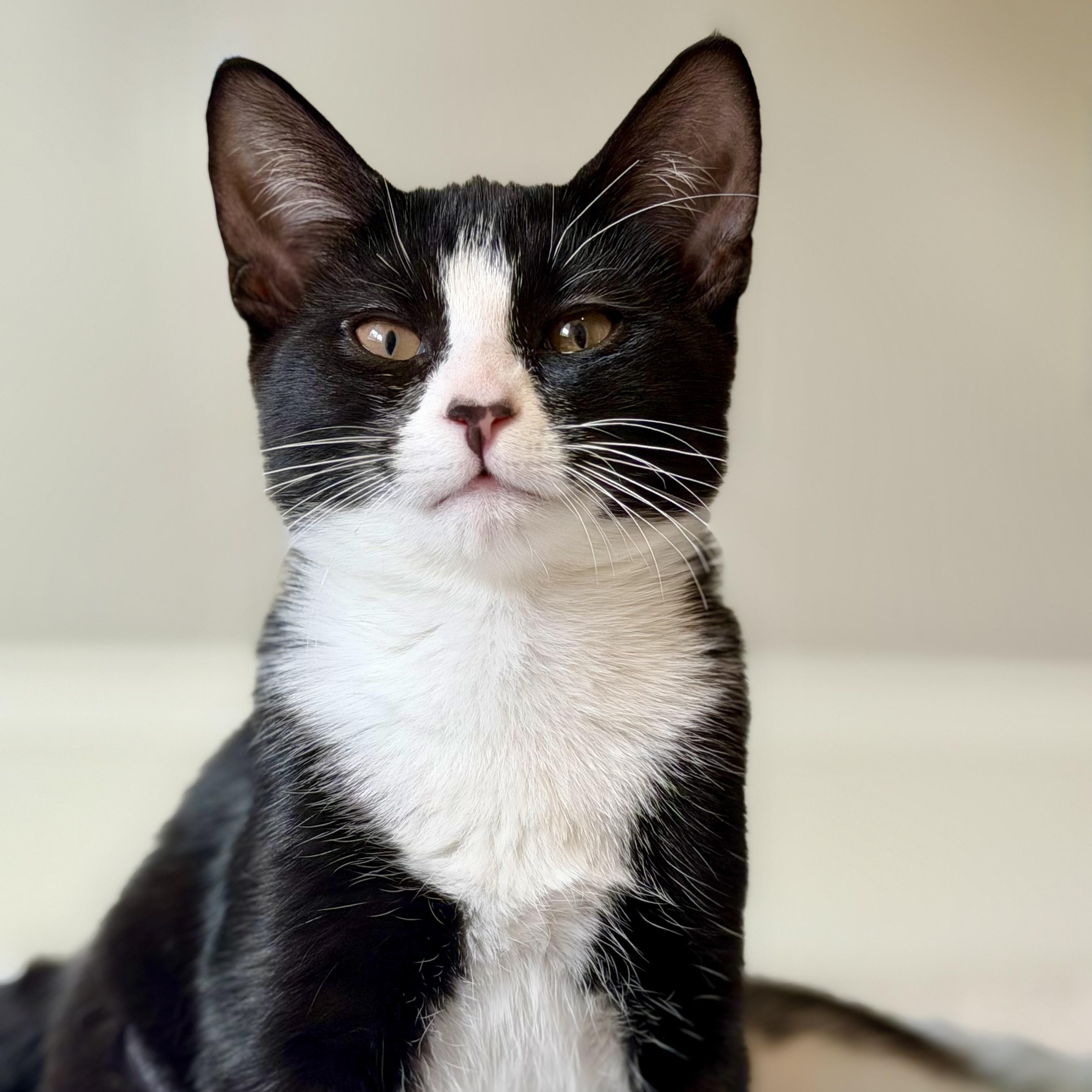 Minnie, a ADOPTABLE Domestic Short Hair in Sewell, NJ image 3/3