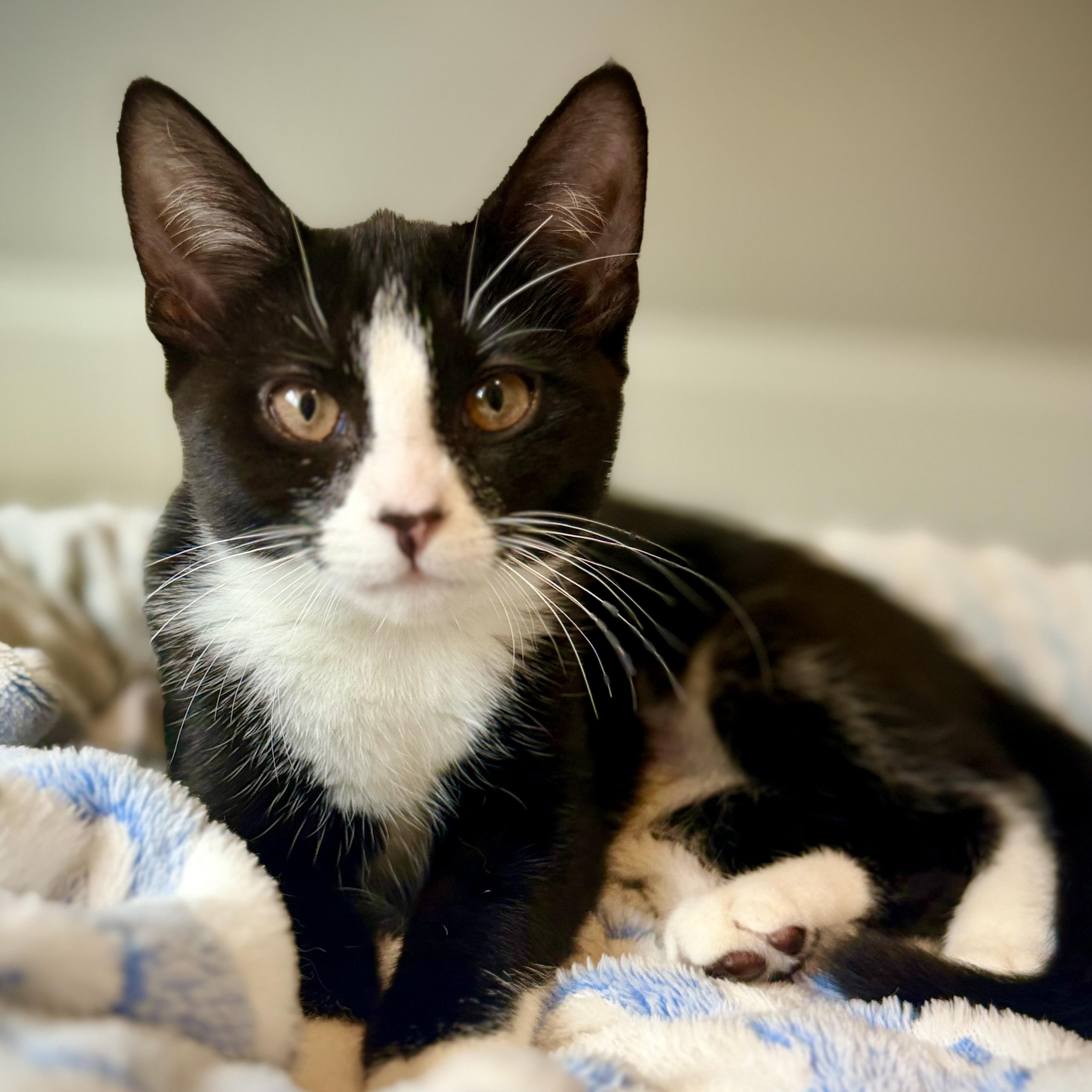 Minnie, ADOPTABLE, Kitten Female Domestic Short Hair.