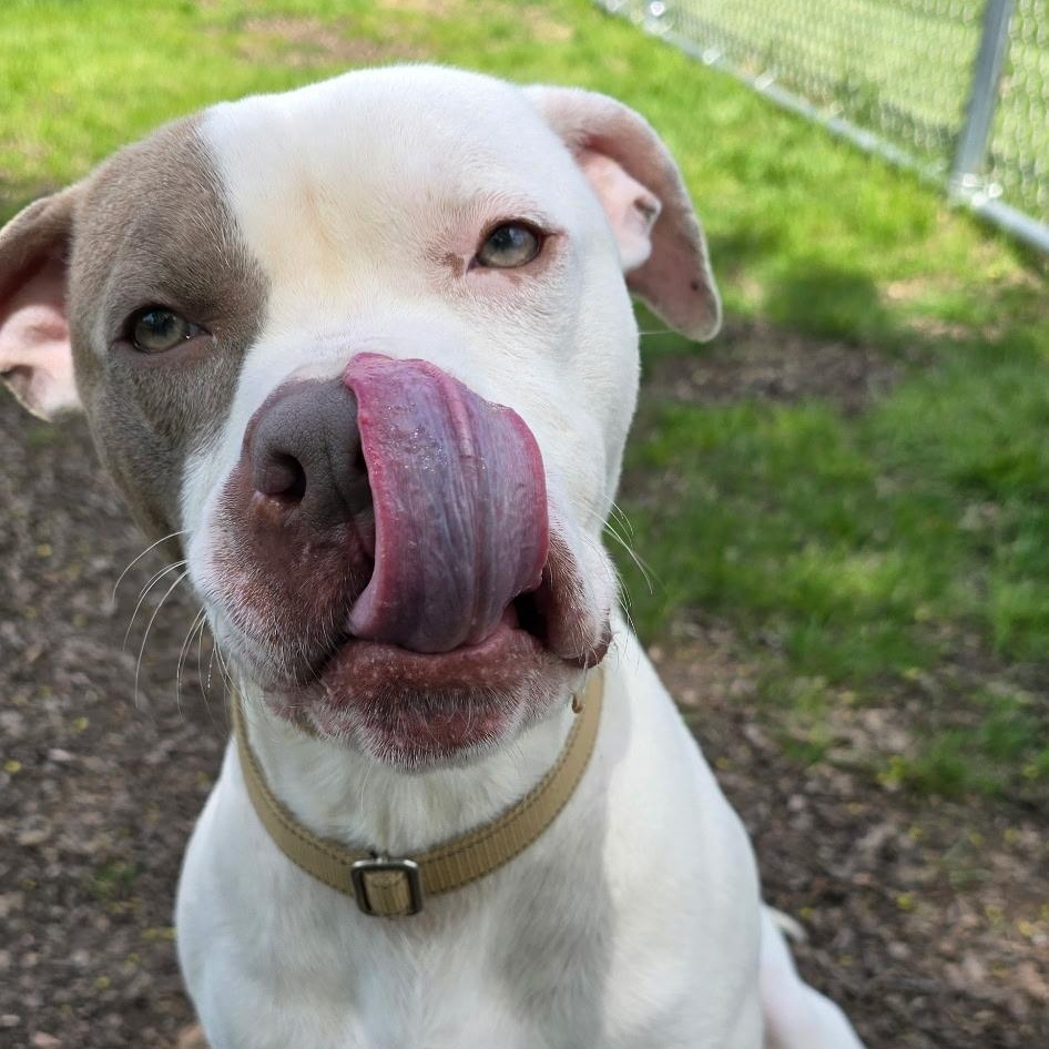 Brew, ADOPTABLE, Adult Male Mixed Breed.