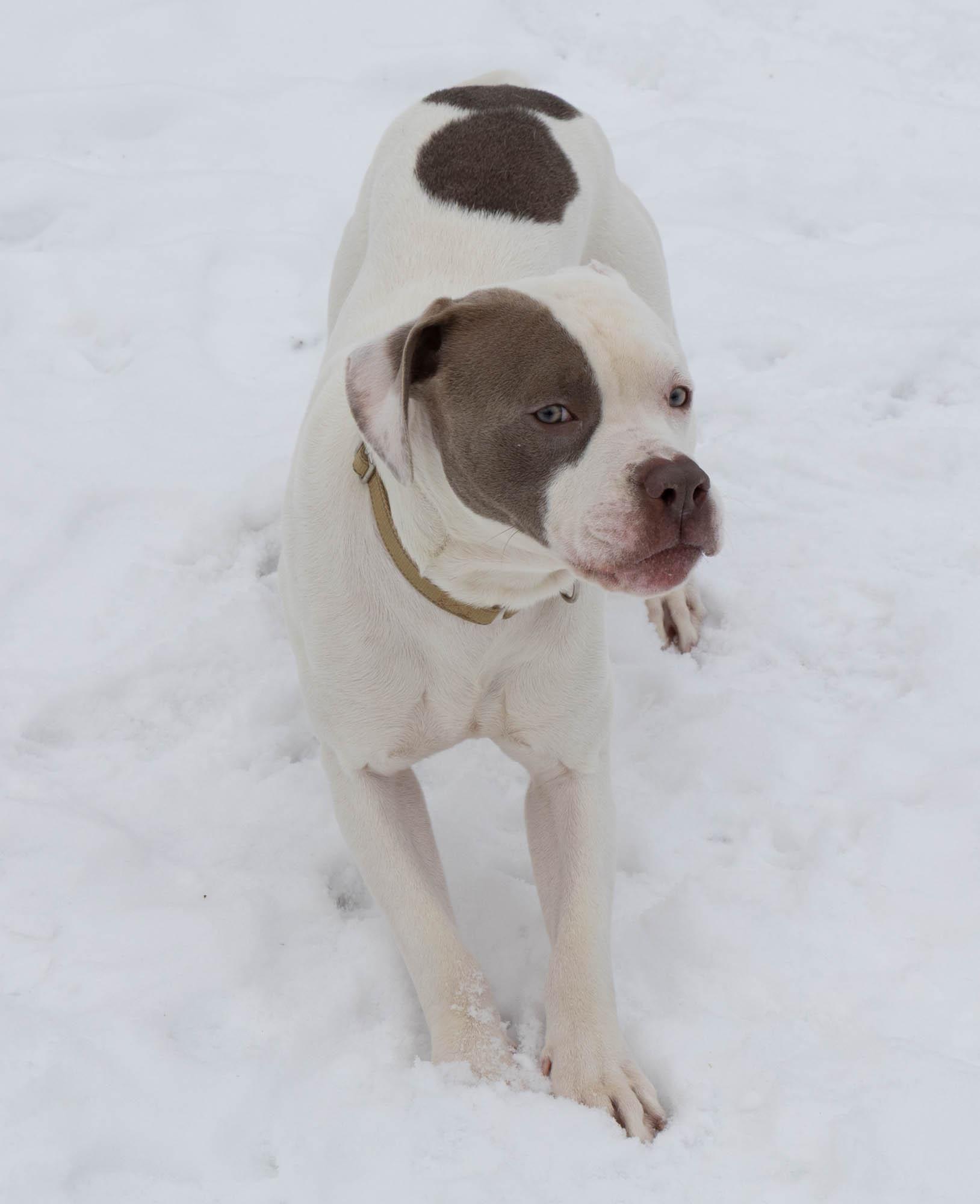 Brew, a ADOPTABLE Mixed Breed in Mount Pleasant, MI image 4/5