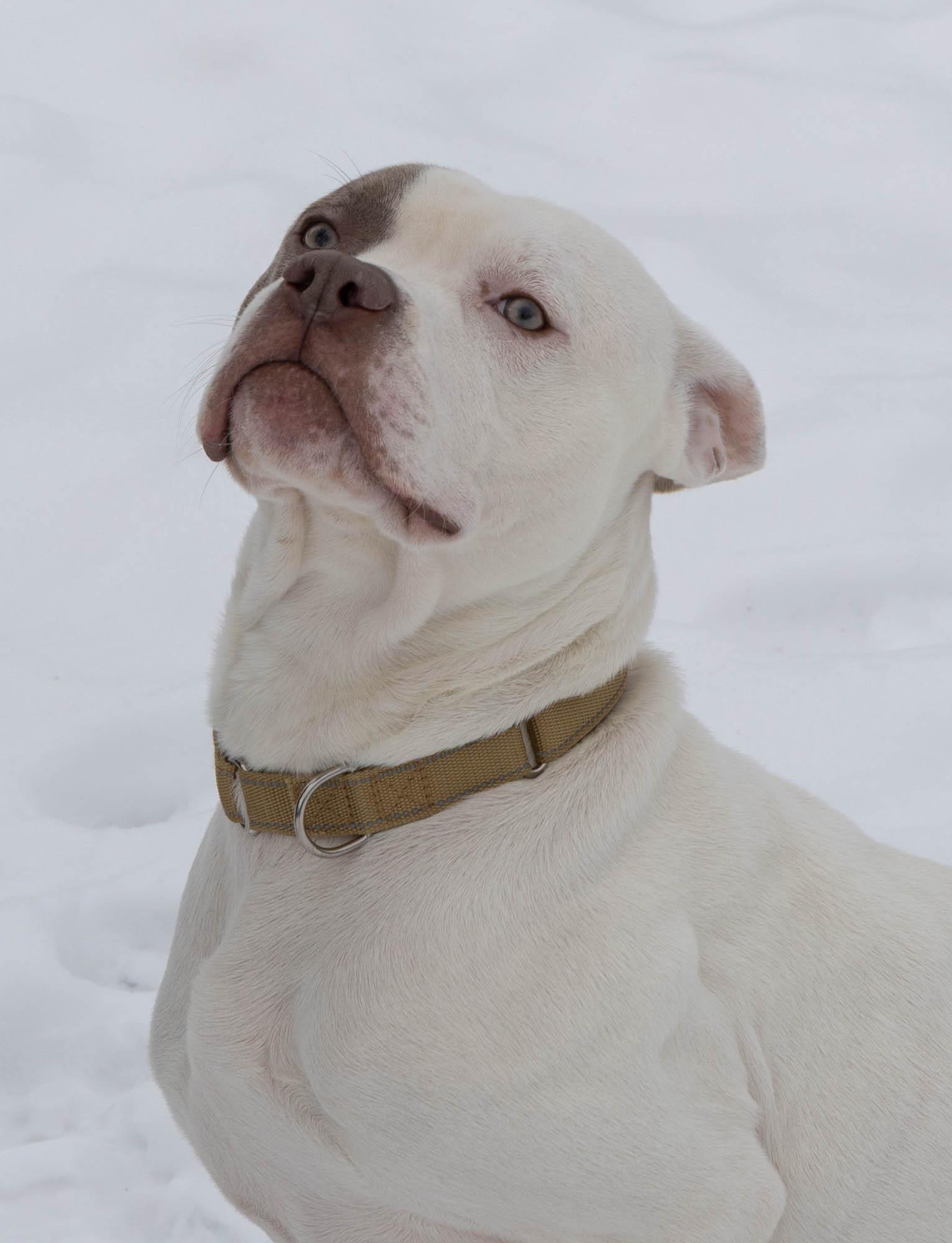 Brew, a ADOPTABLE Mixed Breed in Mount Pleasant, MI image 3/5
