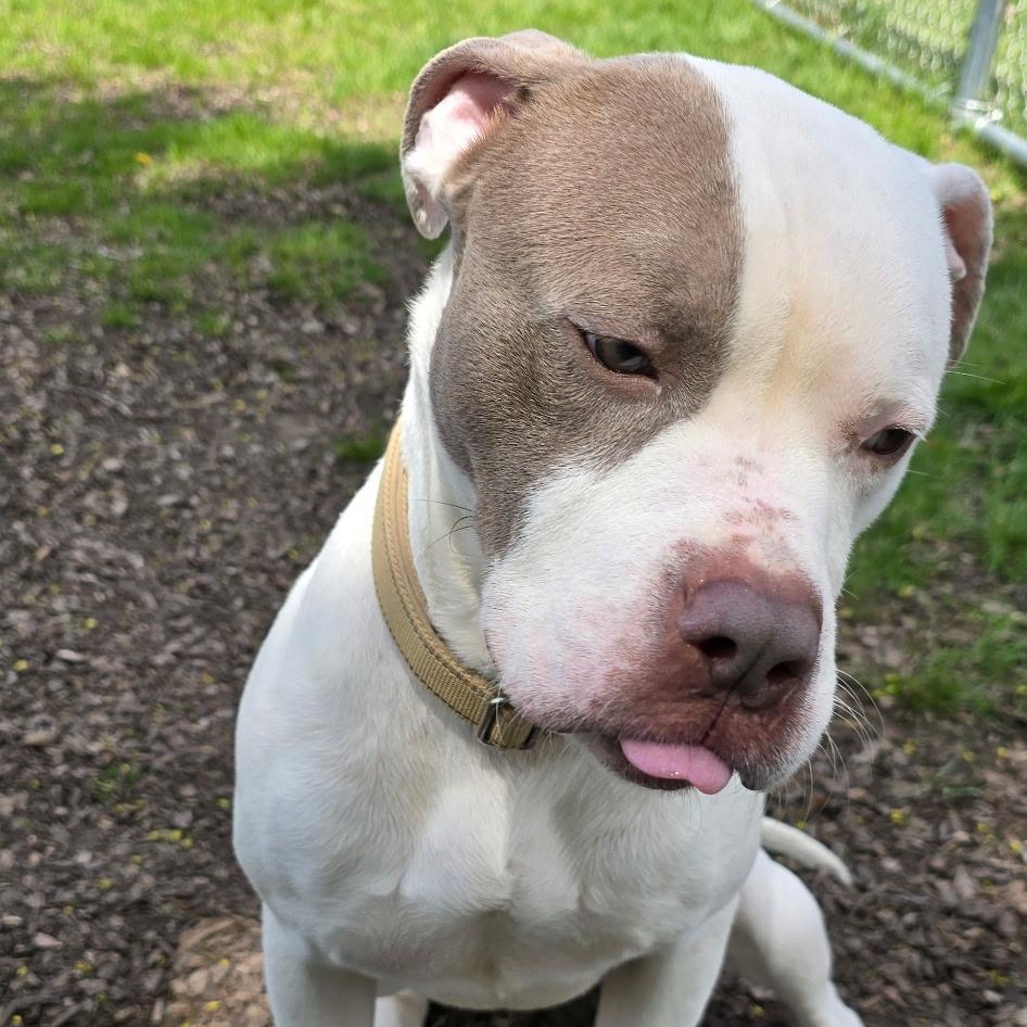 Brew, a ADOPTABLE Mixed Breed in Mount Pleasant, MI image 2/5