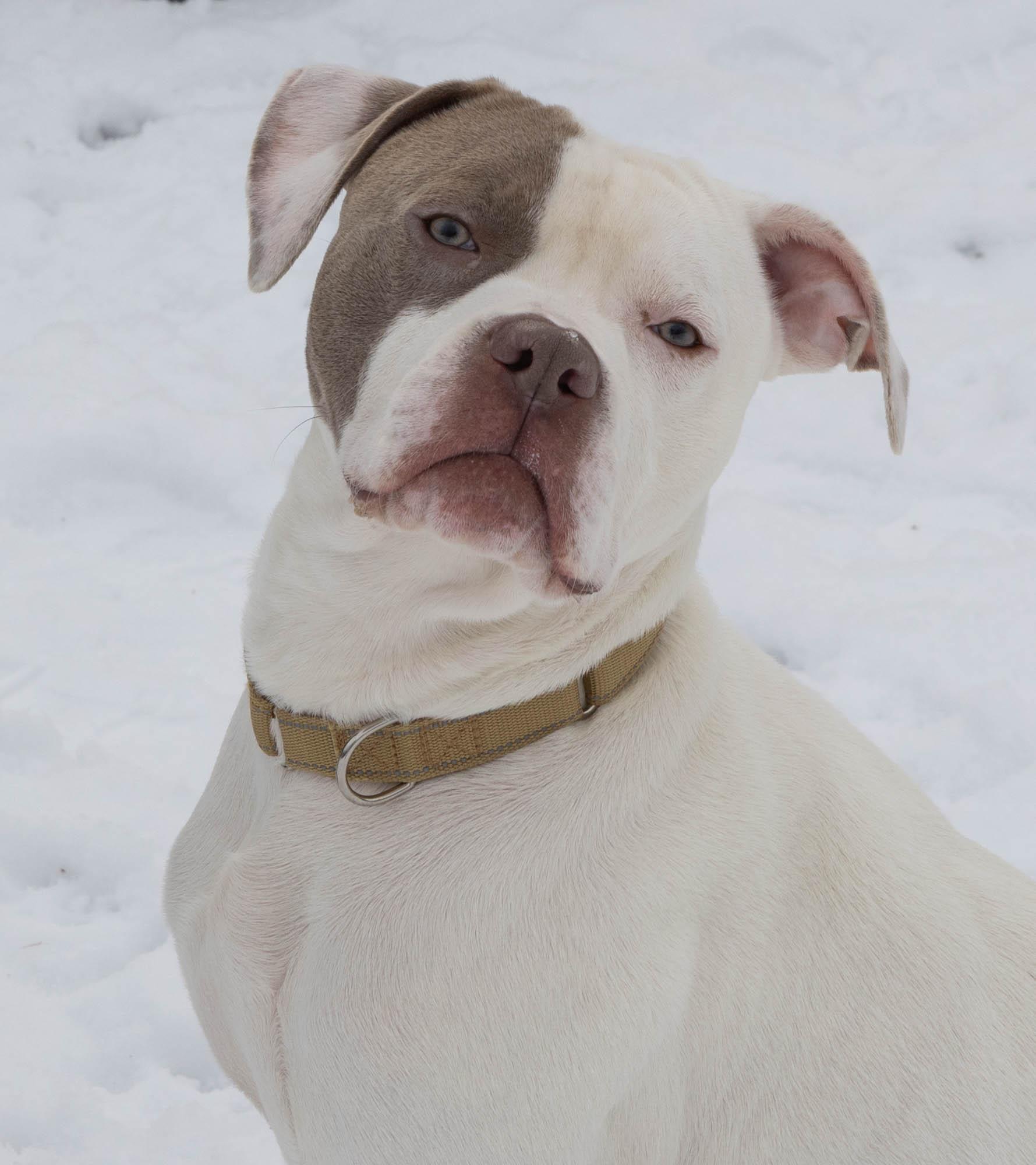 Brew, a ADOPTABLE Mixed Breed in Mount Pleasant, MI image 5/5