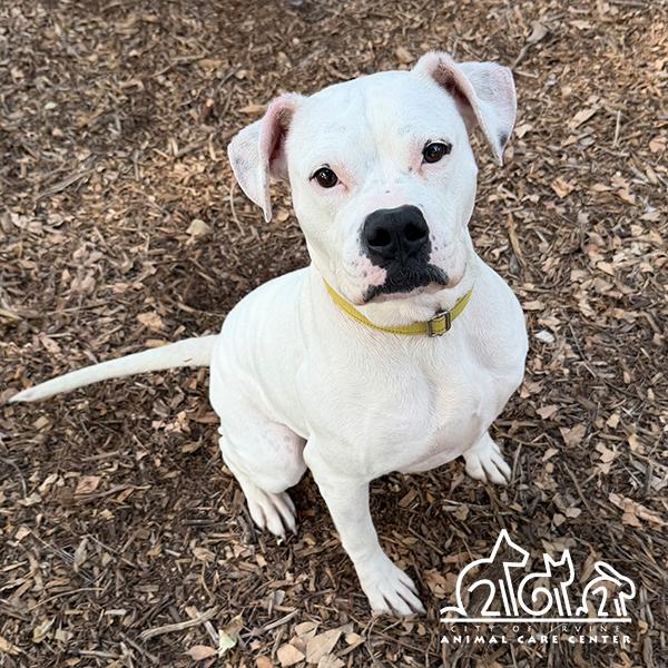 CHEESE, Adoptable, Adult Female American Bulldog & Mixed Breed.