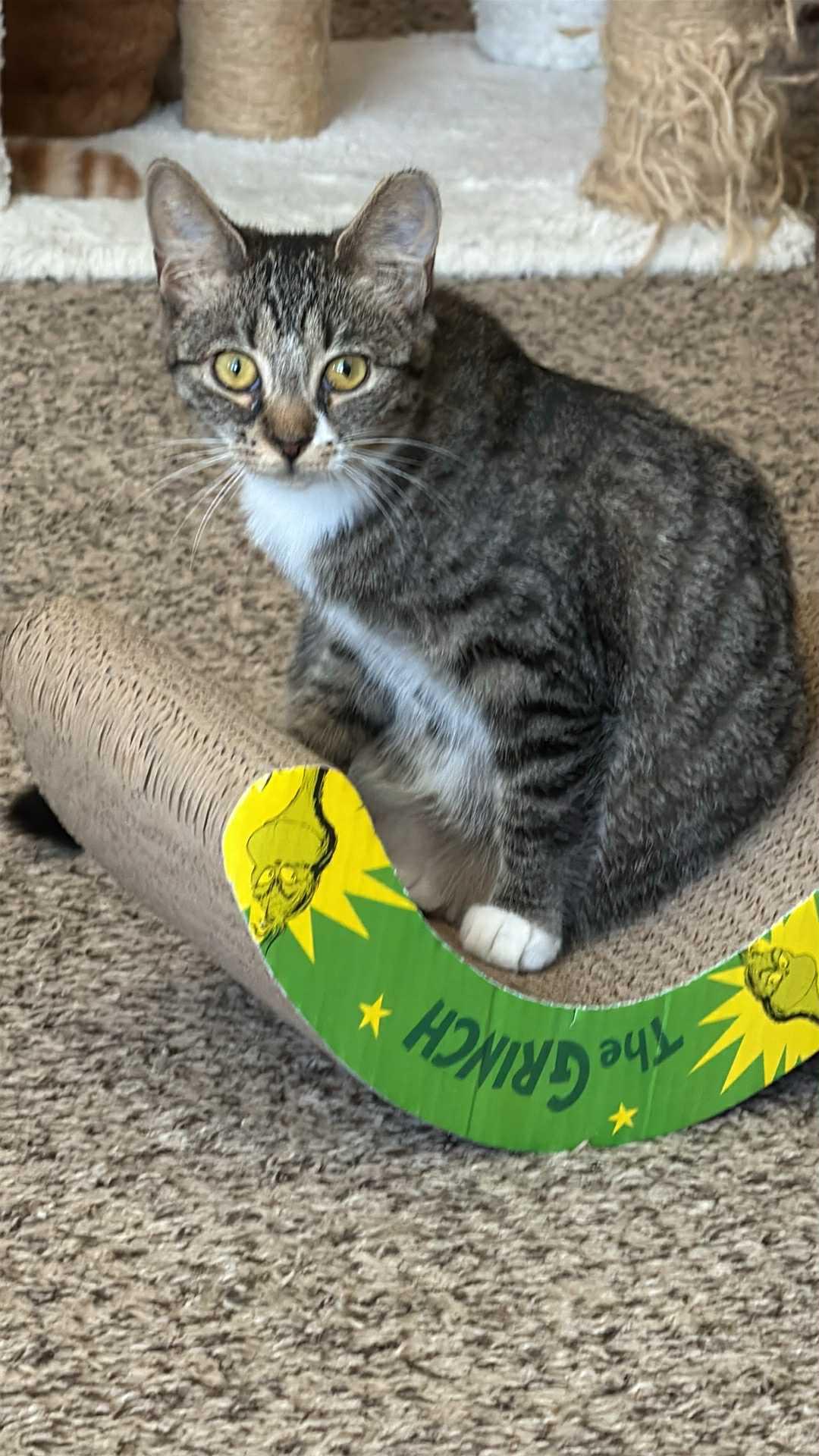 Jill, a Adoptable Domestic Short Hair in Charlotte, NC image 1/5