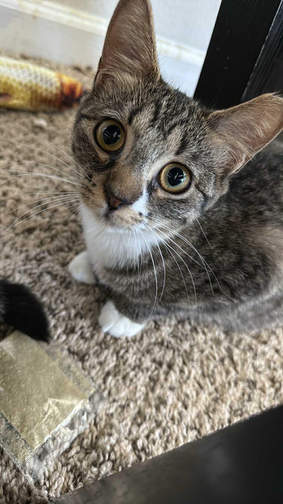 Jill, a Adoptable Domestic Short Hair in Charlotte, NC image 2/5