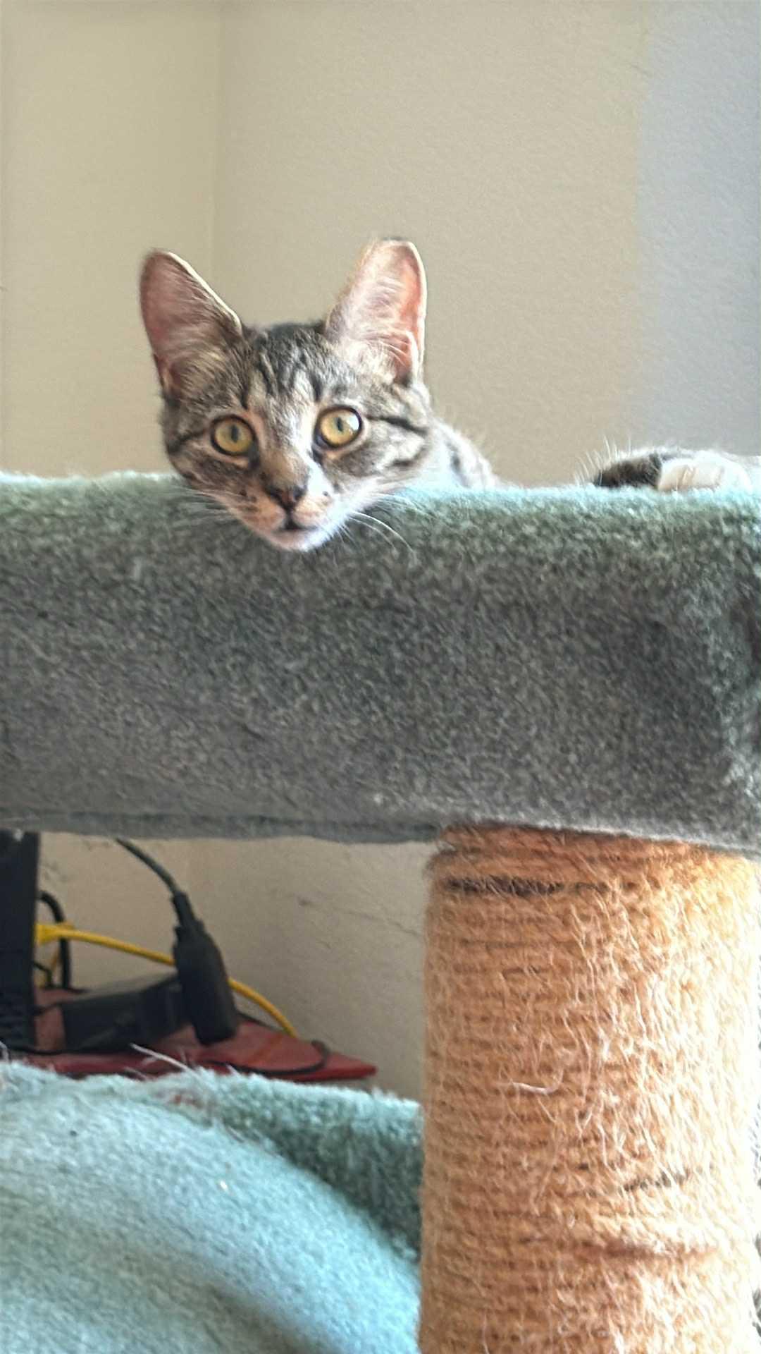 Jill, a Adoptable Domestic Short Hair in Charlotte, NC image 3/5