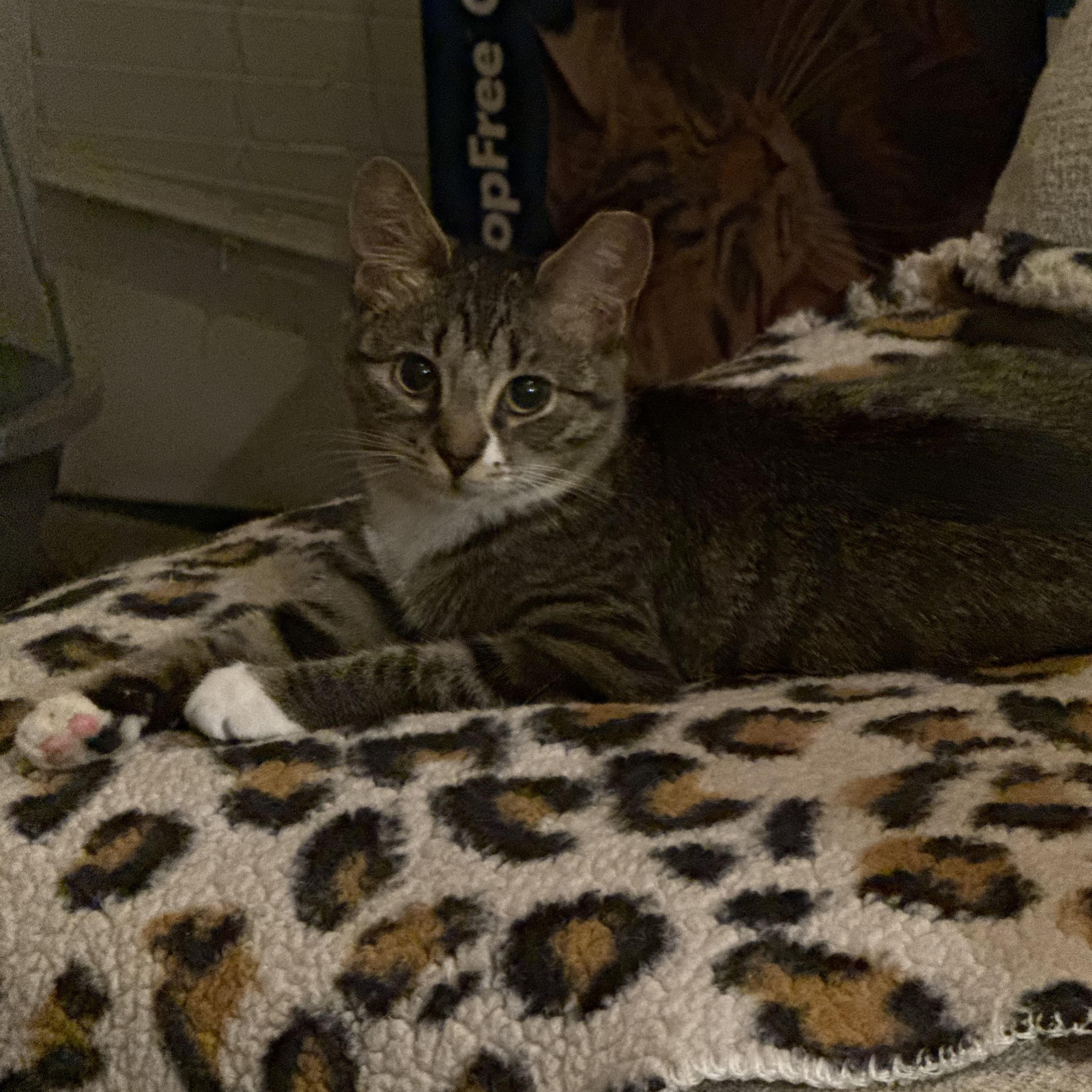 Jill, a Adoptable Domestic Short Hair in Charlotte, NC image 4/5