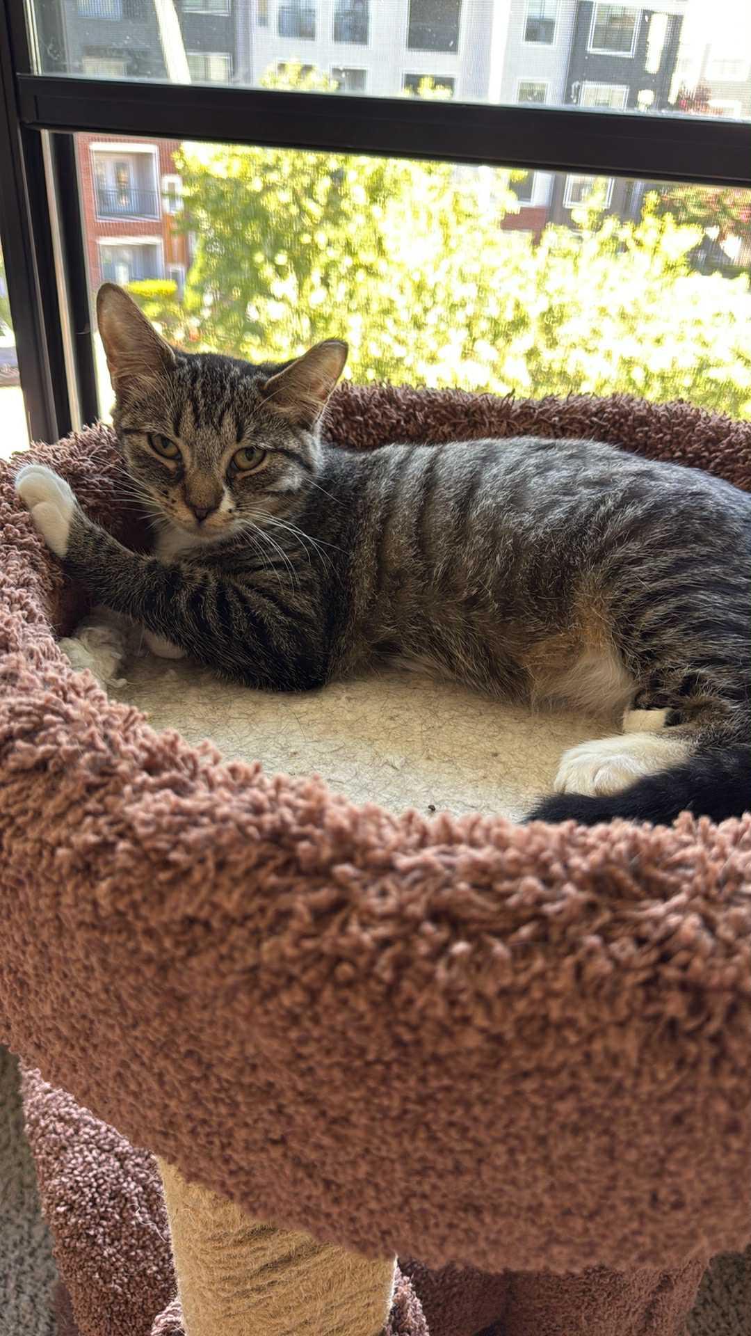 Jill, Adoptable, Young Female Domestic Short Hair.