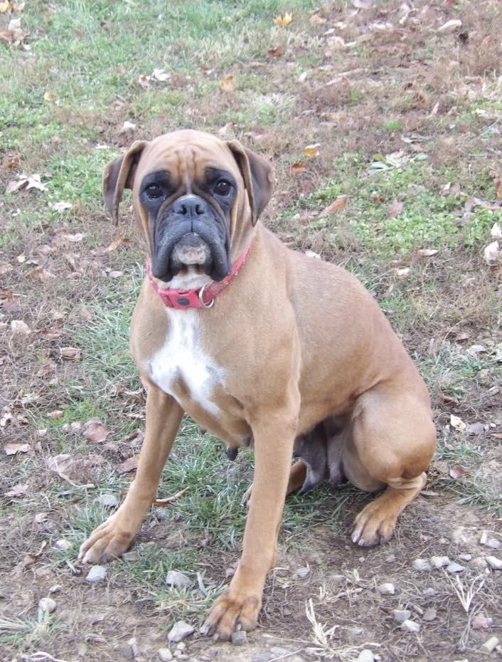 Enlarge Laurel, a Adoptable Boxer in Monticello, NY image 1/1