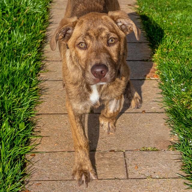 JOHNNY APPLESEED, Adoptable, Puppy Male Plott Hound & Mixed Breed.
