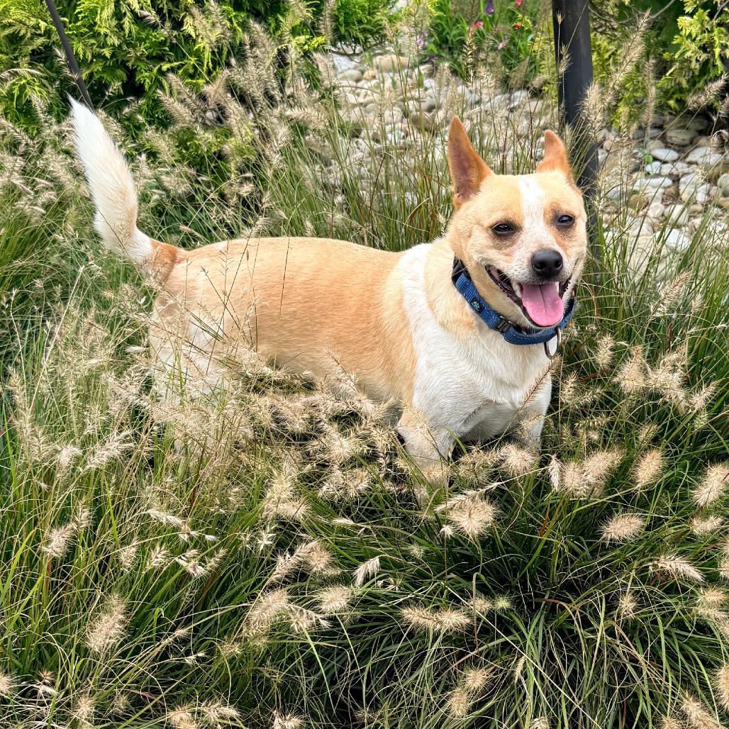 Enlarge NELSON SCARLETT (WOODY), a Adoptable mixed breed in Cincinnati, OH image 1/3